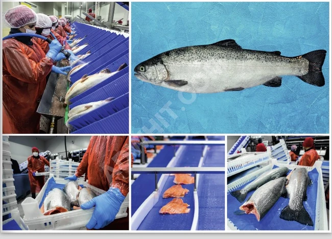 شرائح سمك السلمون المجمد Salmon frozen slices