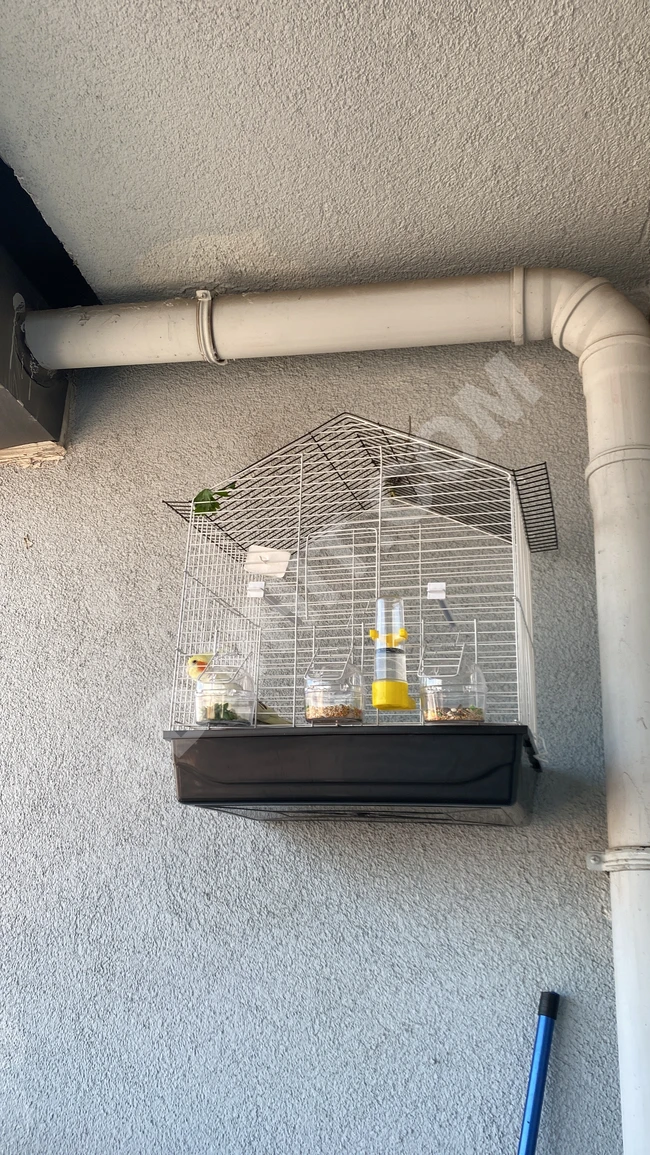 Cockatiel (Sultan)