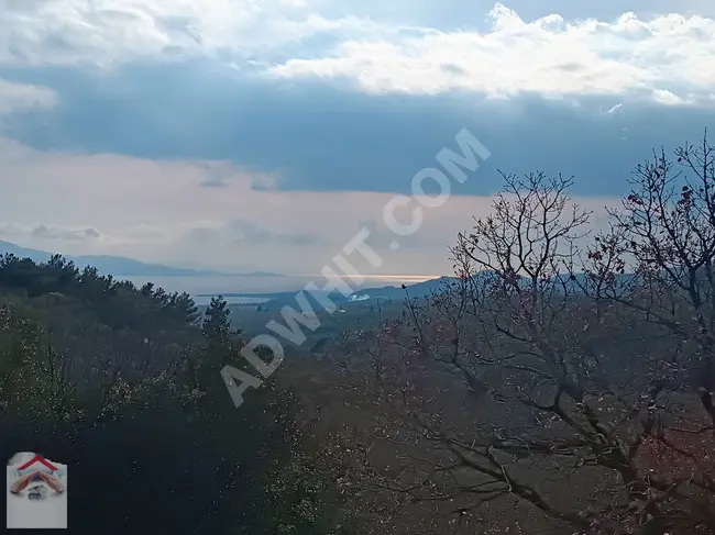بستان زيتون للبيع في Çanakkale
