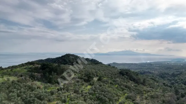بستان زيتون للبيع في Çanakkale