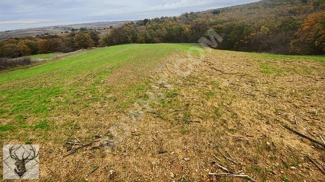 An agricultural land of 7,065 square meters with a single ownership deed for sale in Uzunköprü Beykonak village.