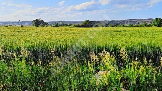 Agricultural land for sale with a 1/2 share on the main road in Vize Çavuşköy