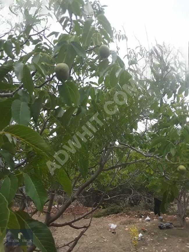 YAYLA SEKİ DE YÜZDE 5 İMARLI SATILIK ARAZİ.