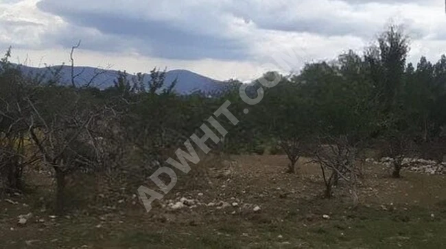 YAYLA SEKİ DE YÜZDE 5 İMARLI SATILIK ARAZİ.