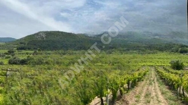 UMURBEYDE SATILIK ÜZÜM BAĞI
