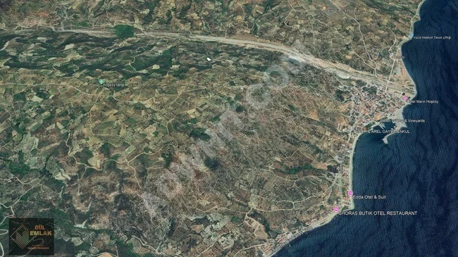 Şarköy Hoşköy Yatırımlık Büyük Fırsat 1577 M2 Satılık Zeytinlik