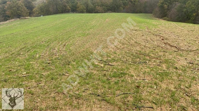 Uzunköprü Beykonak Köyünde 7.065 M² Tek Tapulu Satılık Tarla