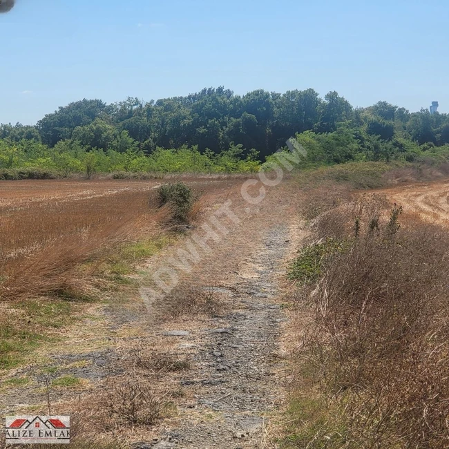 ÇATALCA YENİKÖYDE SATILIK 31DÖNÜM FIRSAT ACİL