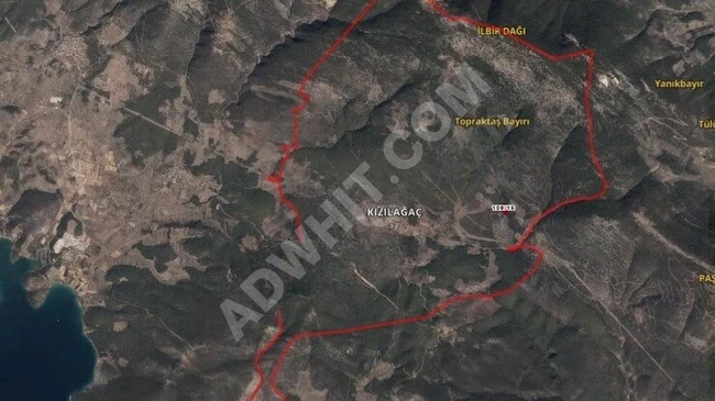 MİLAS KIZILAĞAÇ'TA DENİZ MANZARALI ZEYTİNLİK