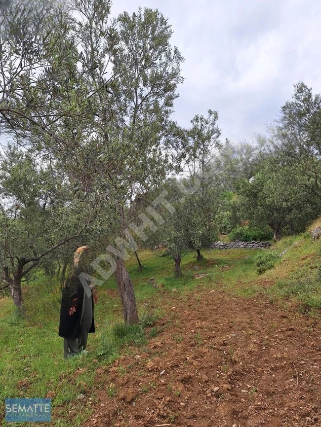 BALIKESİR HAVRAN KALABAK KÖYÜNDE SATILIK ZEYTİNLİK 4910 M²