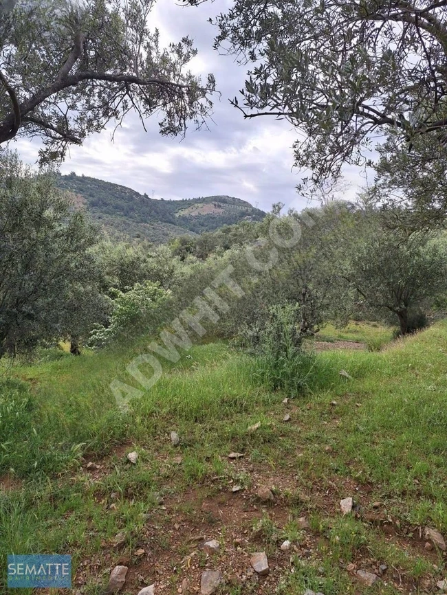 BALIKESİR HAVRAN KALABAK KÖYÜNDE SATILIK ZEYTİNLİK 4910 M²