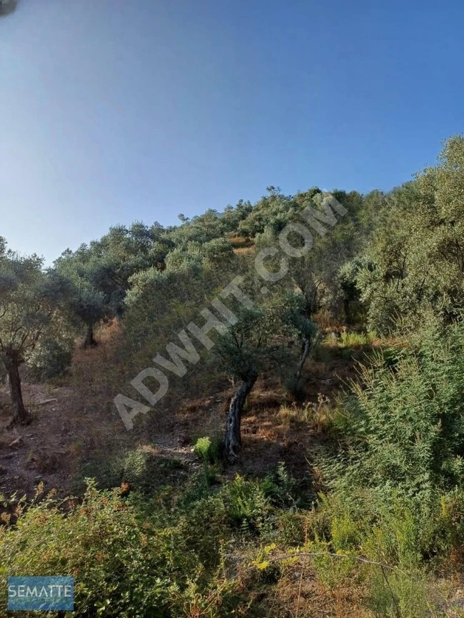 BALIKESİR HAVRAN KALABAK KÖYÜNDE SATILIK ZEYTİNLİK 4910 M²
