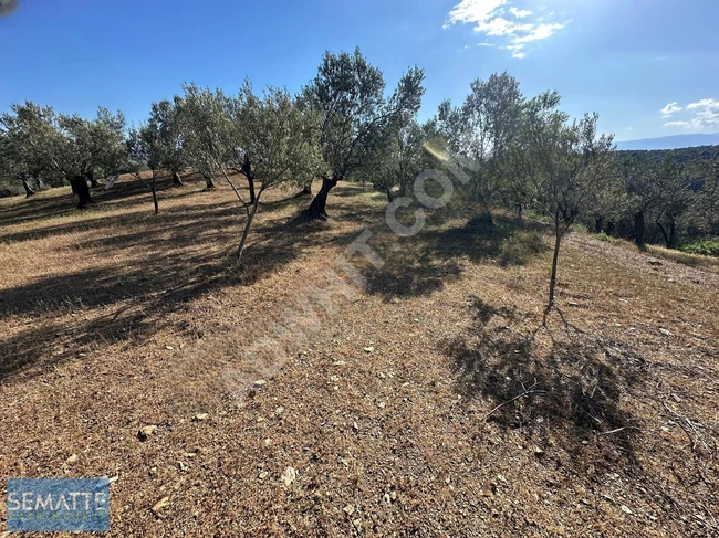 BALIKESİR HAVRANDA SATILIK ZEYTİNLİK