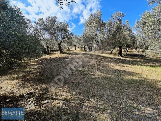 BALIKESİR HAVRANDA SATILIK ZEYTİNLİK