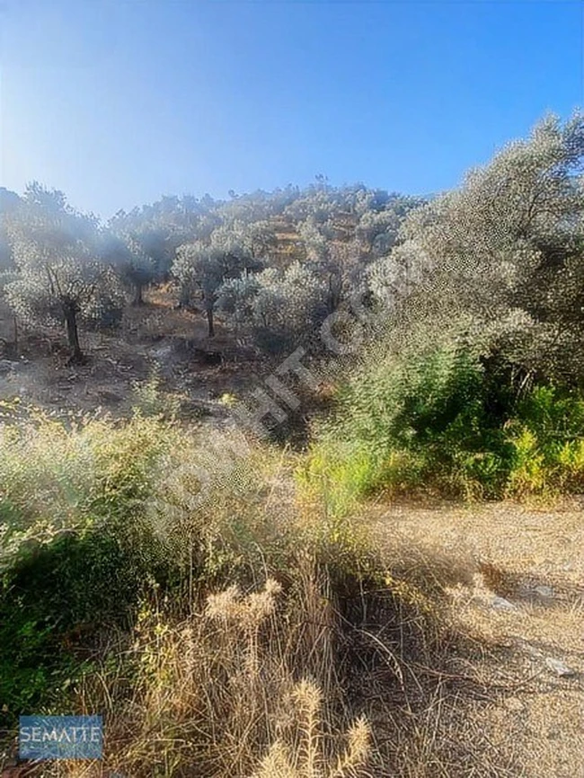 MUĞLA MİLAS'TA SATILIK ZEYTİNLİK 13.187 M²