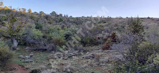 AFYONKARAHİSAR ŞUHUT MERKEZE YAKIN 42.103 M2 UYGUN ARSA