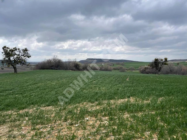 A suitable land with an area of 4,500 square meters in Edirne Enez Çeribaşın.
