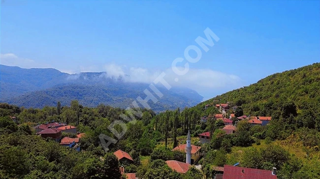 KASTAMONU CİDE'DE KÖY İÇİNDE DENİZ MANZALARI FINDIK BAHÇESİ