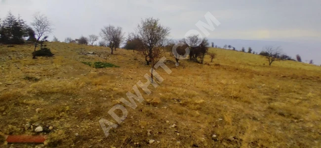 MARAŞ EMLAKTAN KOZLUDERE DE SATILIK 530 M2 TARLA