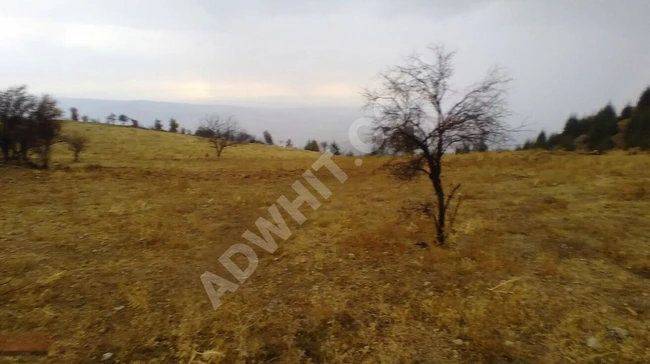 MARAŞ EMLAKTAN KOZLUDERE DE SATILIK 530 M2 TARLA