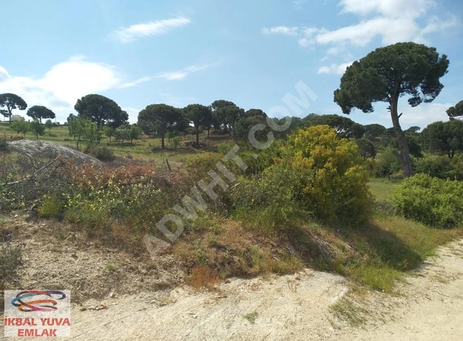 A villa plot with an area of 1700 square meters interwoven with nature in MUĞLA MİLAS.