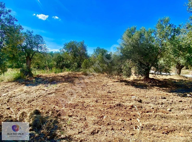 ⫸ AKÇAY BEST EMLAK ⫷ HAVRAN'DA 900M² ANA YOLA CEPHELİ ZEYTİNLİK