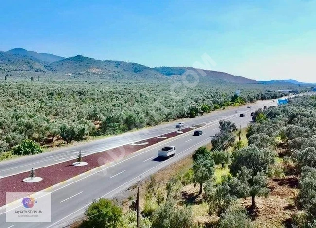 ⫸ AKÇAY BEST EMLAK ⫷ HAVRAN'DA 900M² ANA YOLA CEPHELİ ZEYTİNLİK