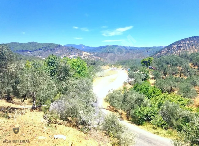 ⫸BEST EMLAKTAN⫷ PINARBAŞINDA 1 DÖNÜM ASFALT YOLA CEPHE ZEYTİNLİK