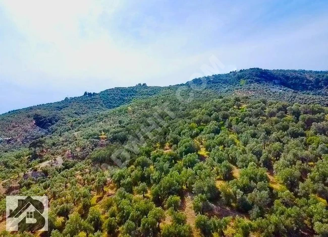 ⫸SADECE BEST EMLAK'TAN⫷ YEŞİLYURT 'DA DENİZ MANZARALI ZEYTİNLİK