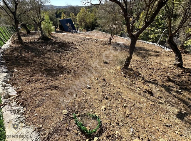 ⫸AKÇAY BEST EMLAK'TAN⫷ KALABAKTA ETRAFI ÇEVRİLİ 1100M2 ZEYTİNLİK