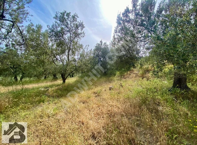 ⫸SADECE BEST EMLAK'TAN⫷ YEŞİLYURT 'DA DENİZ MANZARALI ZEYTİNLİK