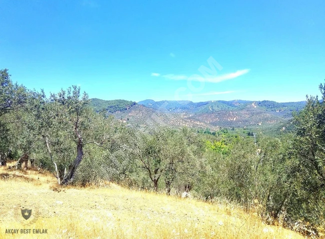 ⫸BEST EMLAKTAN⫷ PINARBAŞINDA 1 DÖNÜM ASFALT YOLA CEPHE ZEYTİNLİK