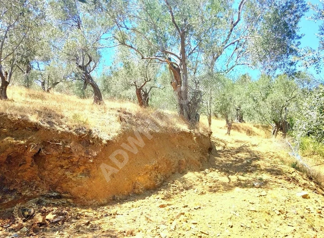 ⫸BEST EMLAKTAN⫷ PINARBAŞINDA 1 DÖNÜM ASFALT YOLA CEPHE ZEYTİNLİK