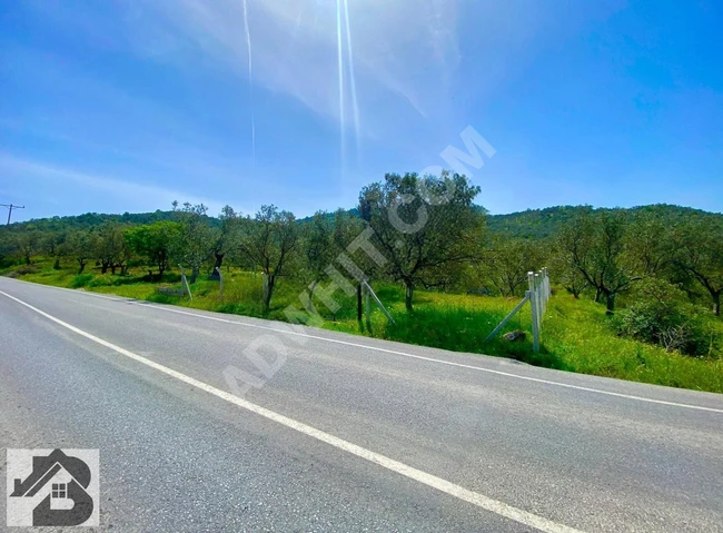 ⫸BEST EMLAK'TAN⫷ HAVRAN'DA YOLA SIFIR ETRAFI ÇEVRİLİ ZEYTİNLİK