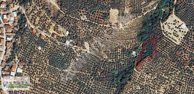 AVRUPA GAYRİMENKUL'den 2,254 m2 ZEYTİNLİK