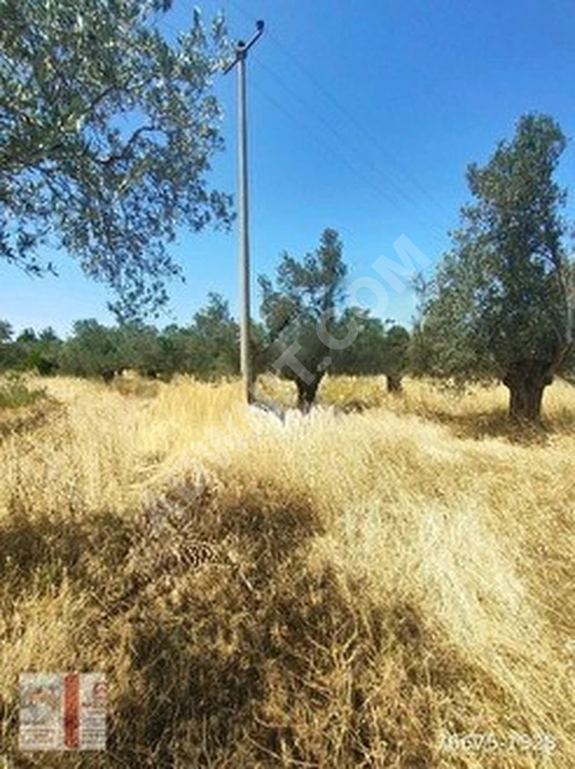 BALIKKESİR, BURHANİYE, YUNUS, MAHALLESİNDE MERKEZDE 1.635 M2  ZEYTİNLİK YERİMİZ ACİLEN SATYILIKTIR.