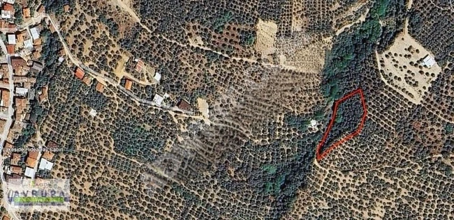 AVRUPA GAYRİMENKUL'den 2,254 m2 ZEYTİNLİK