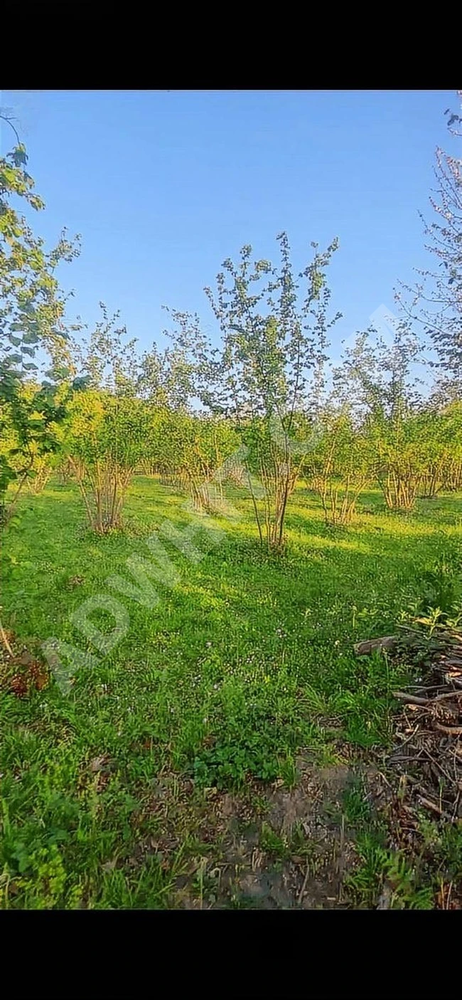 AĞVA KALEM KÖY 432m2 MÜSTAKİL TAPULU PARSEL