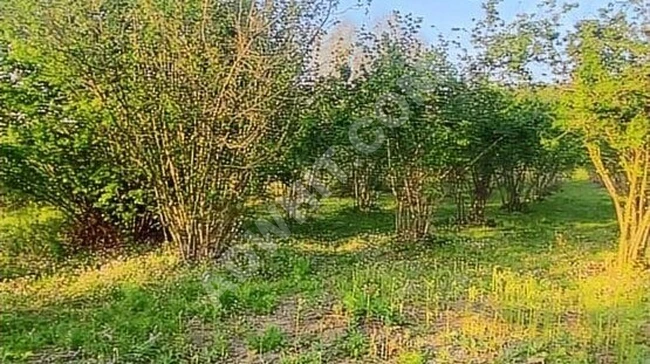 AĞVA KALEM KÖY 432m2 MÜSTAKİL TAPULU PARSEL