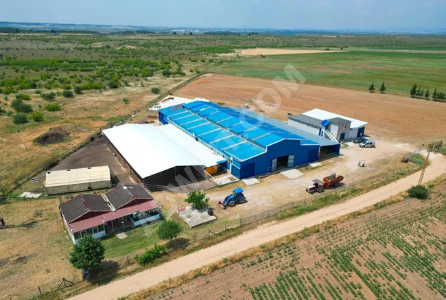 SATILIK HAYVAN TARIM ÇİFTLİĞİ KIRKLARELİ MERKEZ DEĞİRMENCİK K.