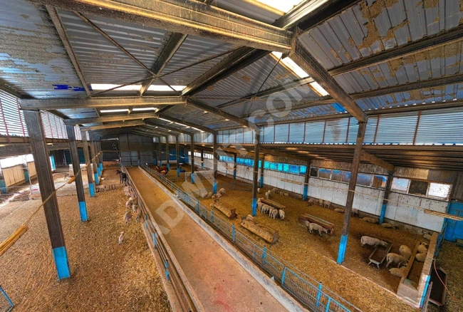 SATILIK HAYVAN TARIM ÇİFTLİĞİ KIRKLARELİ MERKEZ DEĞİRMENCİK K.