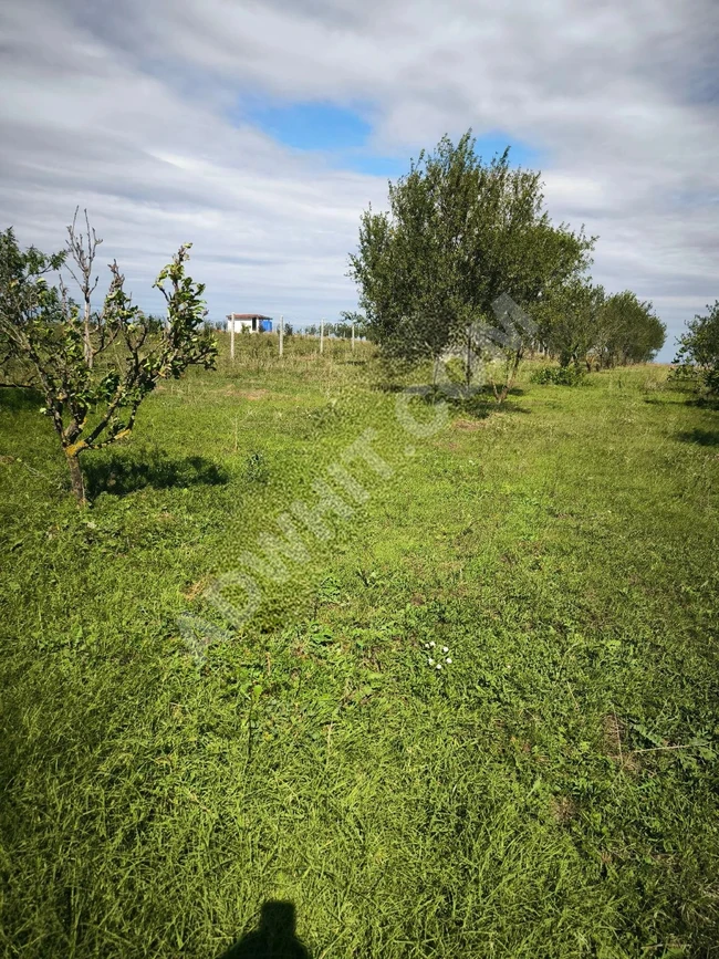 Almond farm with an area of 5,200 square meters with a building permit for sale in Marmaraereglisi
