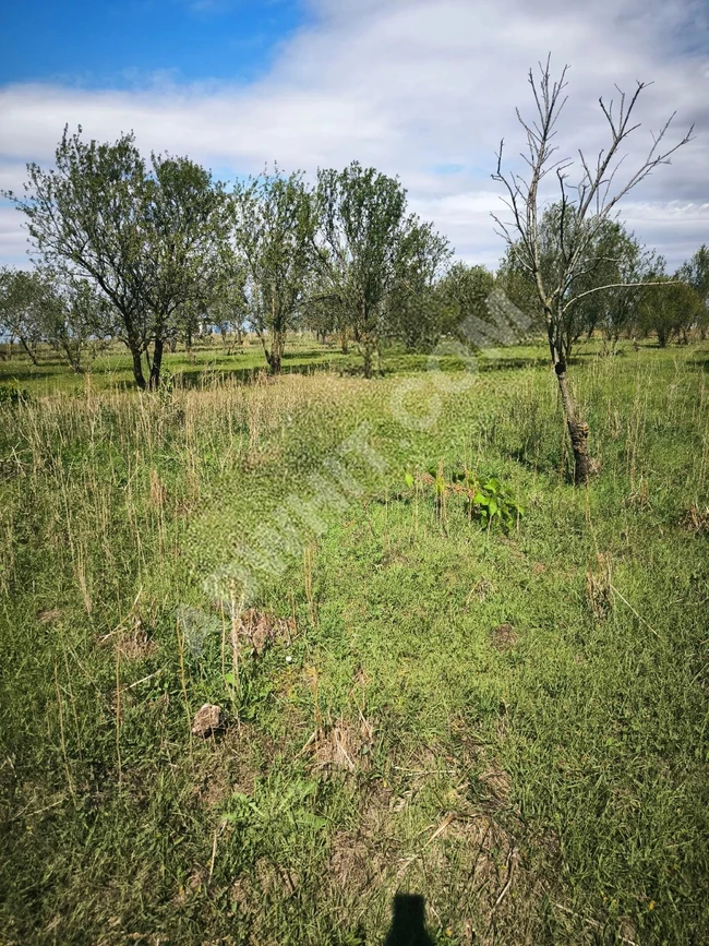 Almond farm with an area of 5,200 square meters with a building permit for sale in Marmaraereglisi