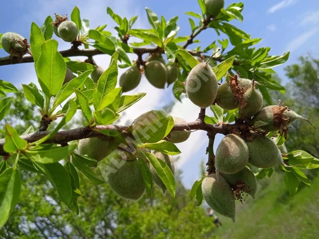 Almond farm with an area of 5,200 square meters with a building permit for sale in Marmaraereglisi