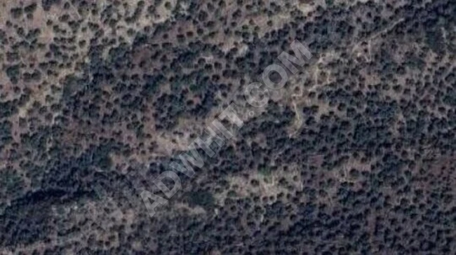 Shocking price: Olive land for sale in MUĞLA MİLAS KAYABÜKÜ with an area of 1,780 square meters