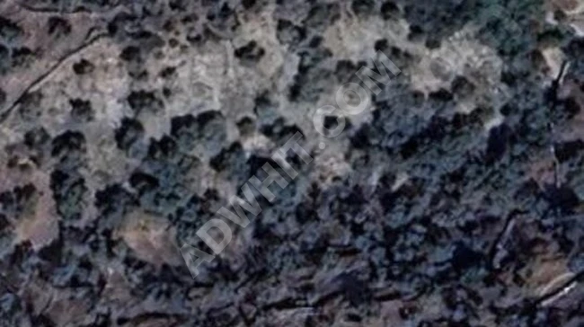 Shocking price: Olive land for sale in MUĞLA MİLAS KAYABÜKÜ with an area of 1,780 square meters