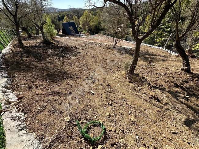 GÜMÜŞ'DEN ŞAHANE DOĞA MANZARALI DEREYE CEPHELİ 1100M² ZEYTİNLİK