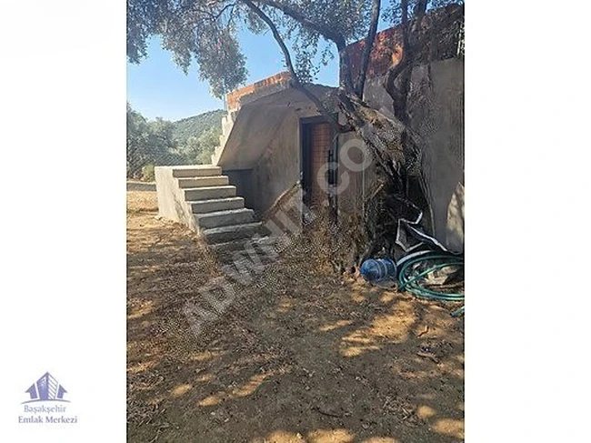 İzmir Bayındır Yusuflu Köyü 444 m2 Satılık Zeytinlik