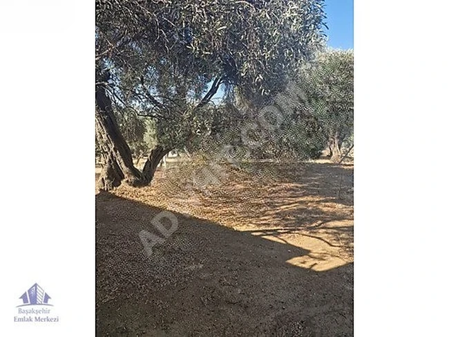 İzmir Bayındır Yusuflu Köyü 444 m2 Satılık Zeytinlik