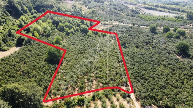 PRATİK&GAYRİMENKUL'DEN SATILIK YATIRIMLIK VERİMLİ FINDIK BAHÇESİ